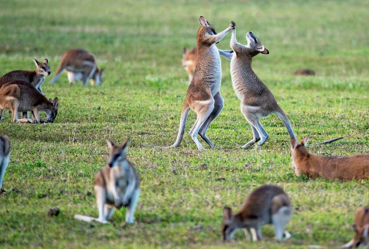 Pourquoi l’Australie veut interdire les réseaux sociaux aux moins de 16 ans ?